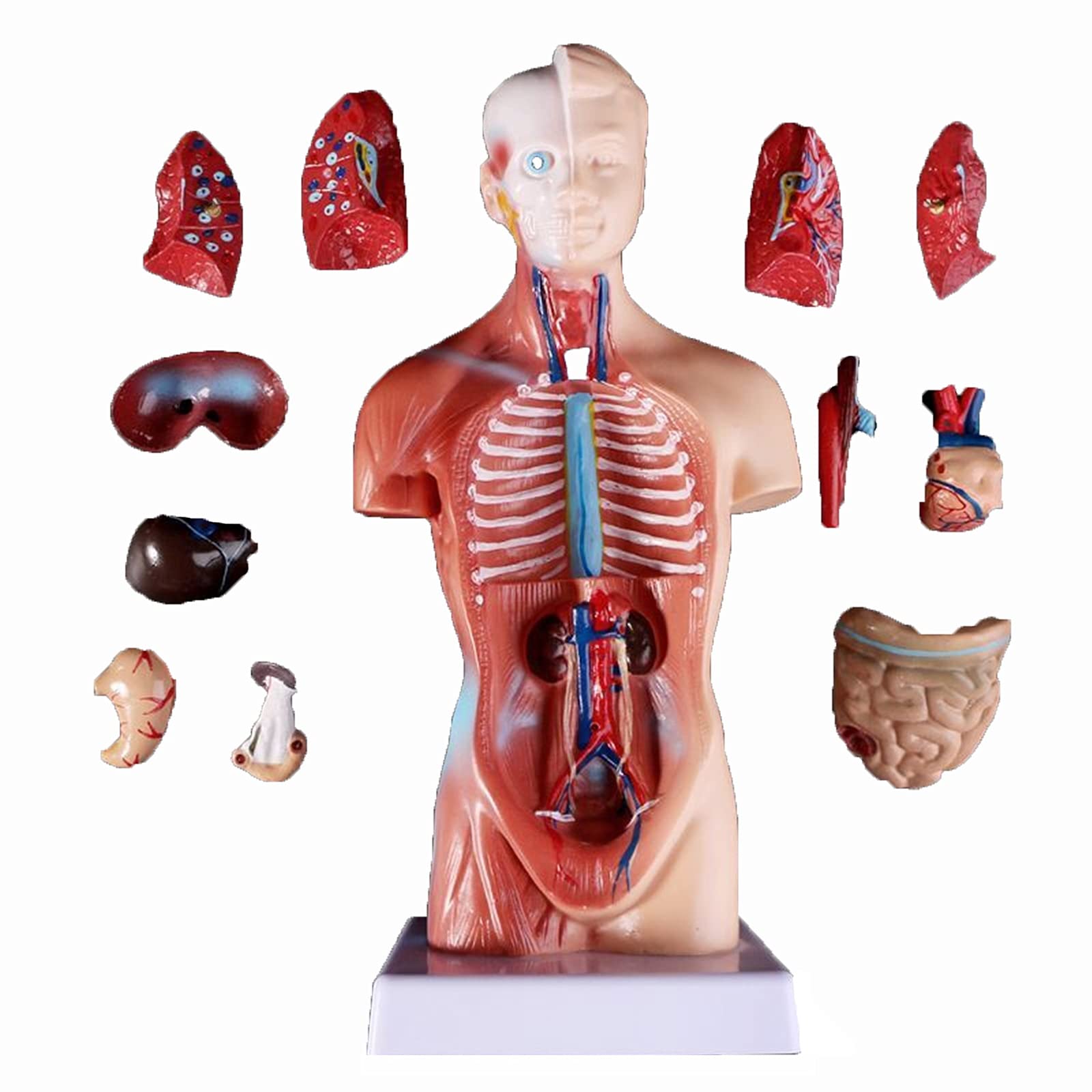 Buy SXZHSM Torso Anatomy Model 11inch Human Torso 15 Parts Unisex
