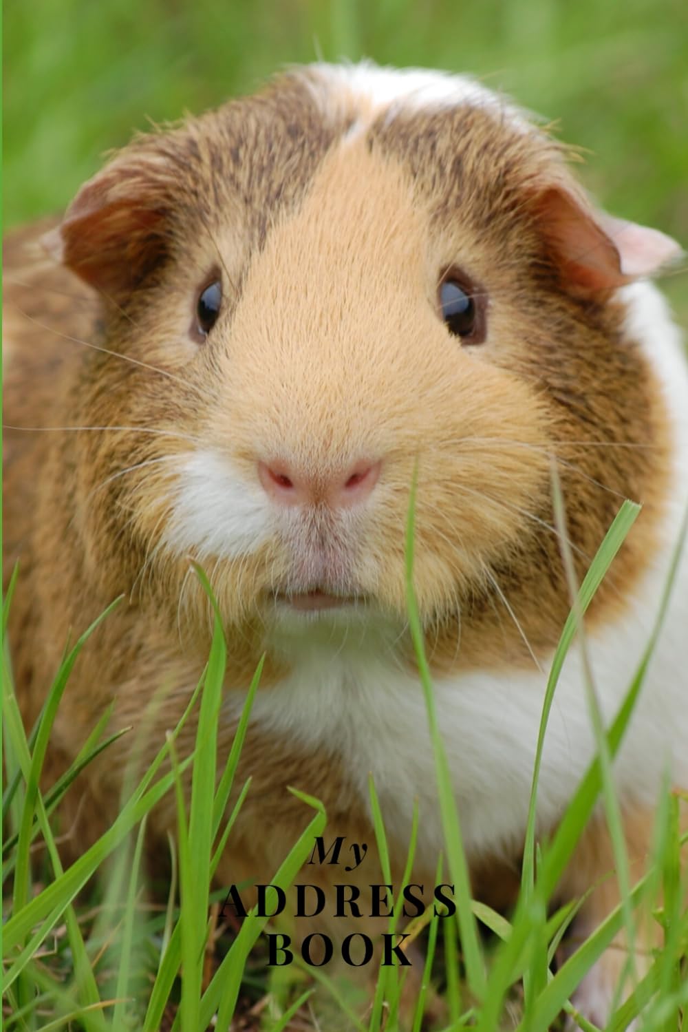 My Address Book: Cute Guinea Pig | Address Book for Names, Addresses, Phone Numbers, E-mails and Birthdays
