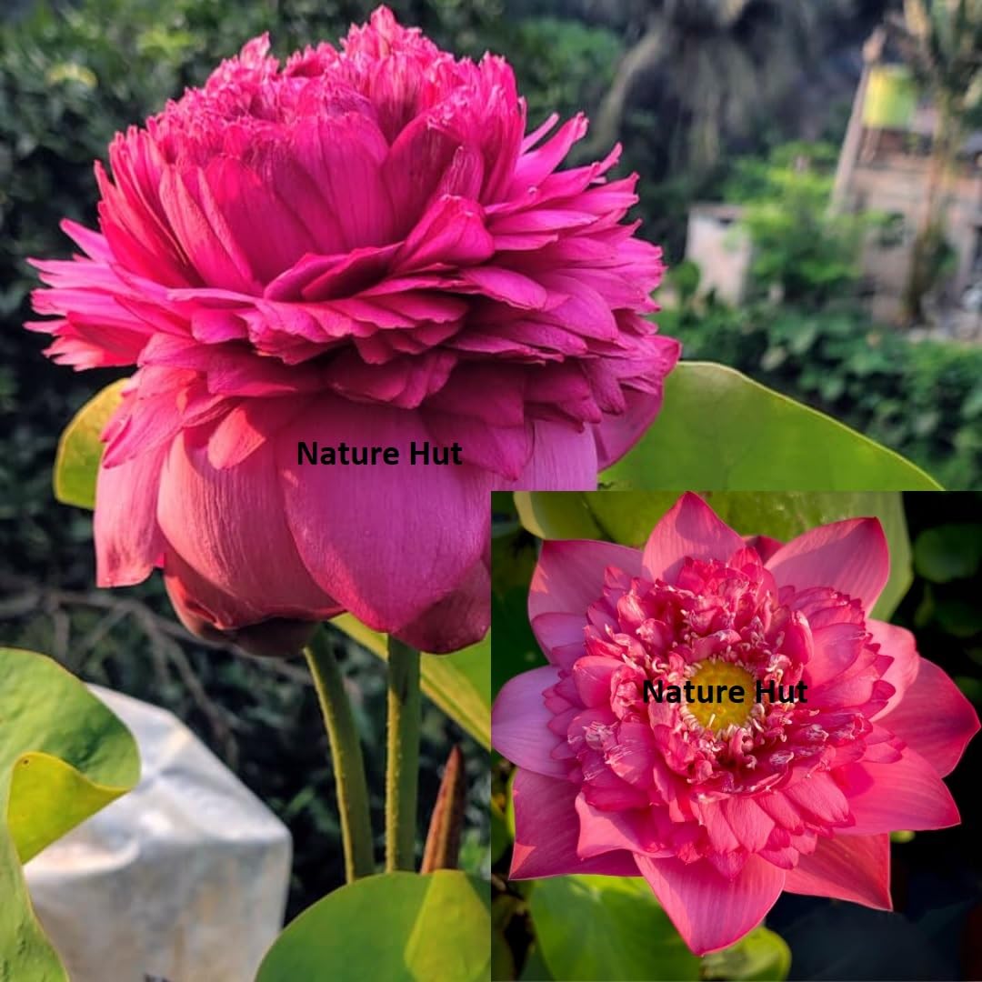 All Season laxmi pink Lotus Tuber for planting (Lotus Tuber) Aquatic plants For planting I Kamol tuber plant I Pink Water Lilies Flower plants for home garden I Blooming Within 30 Days, Pack of 1-image-44
