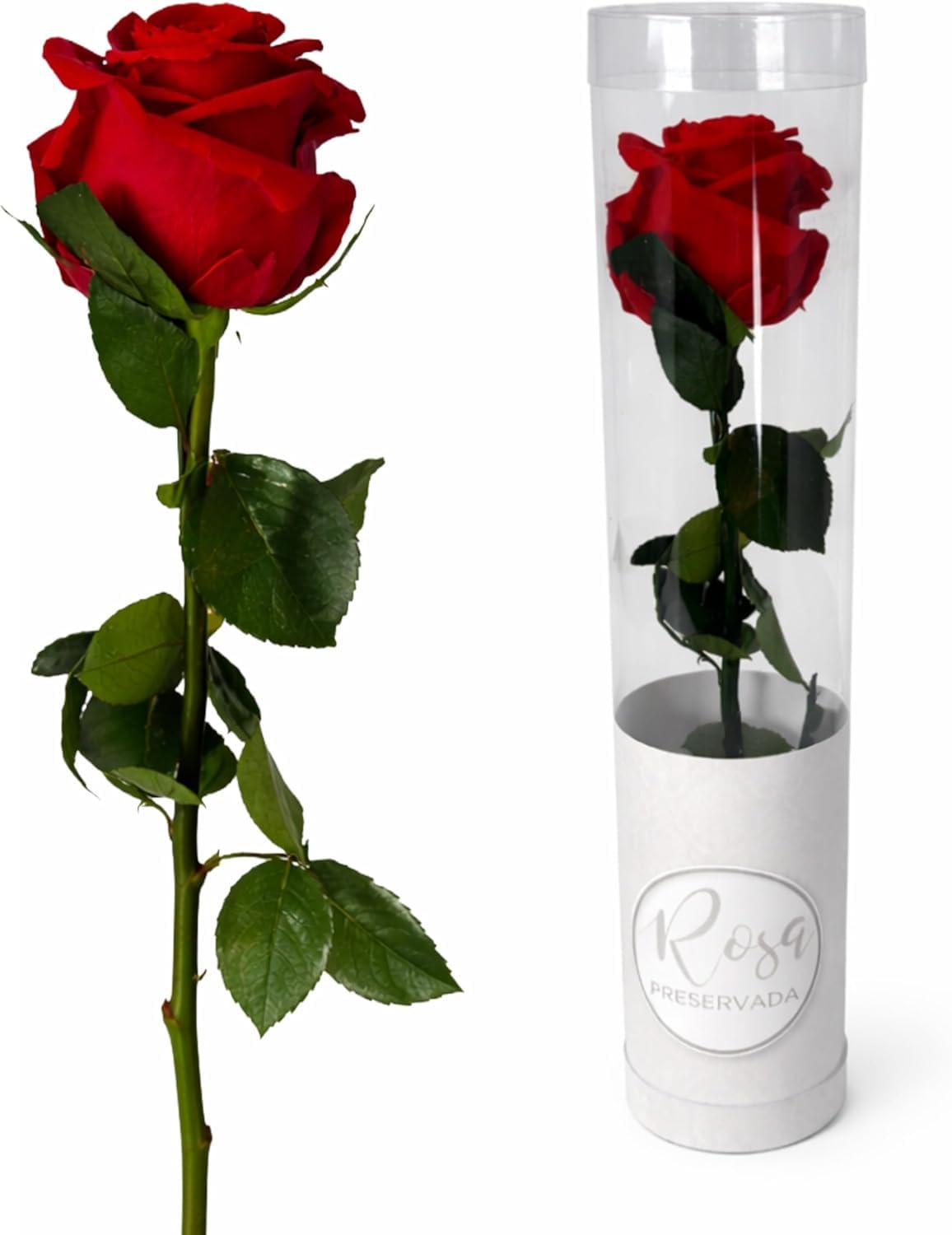 MUNTRADE 1 Rosa Preservada Natural | Rosa Eterna Roja | Detalle Romántico, Día de la Madre, San Valentín, Aniversario o Decoración | Flor Natural Conservada Decorativa