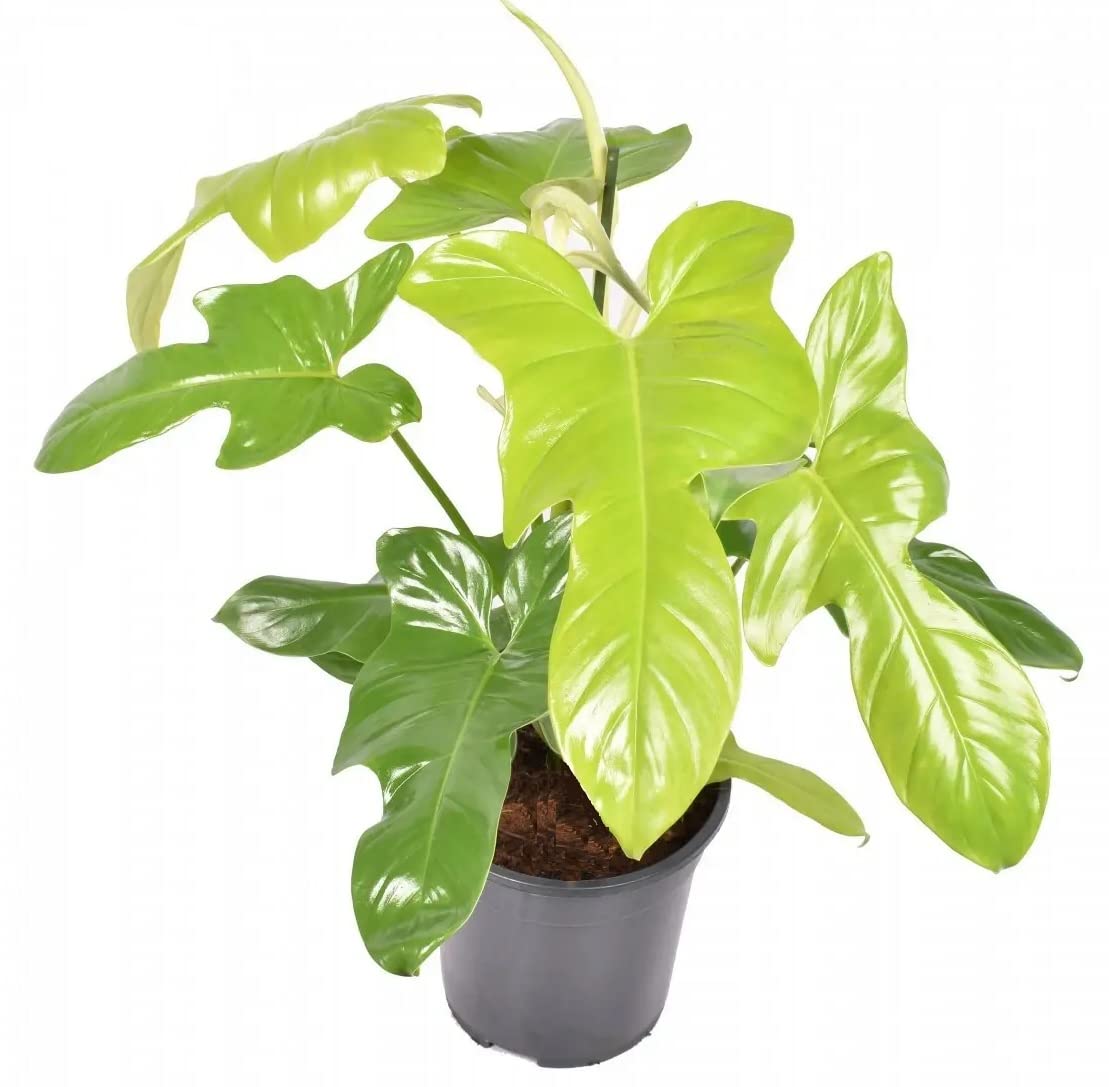 The Four Seasons Philodendron Violin Golden | Philodendron Bipennifolium Aurea | First time on Amazon | Rare Natural Live Plant in Pot (B0BN96L6BV) Amazon Price History, Amazon Price Tracker