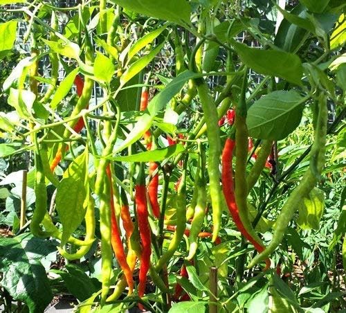 200 +Seeds, Indian Chilli Pepper Seed Spicy Giant hot Seed Bulk Pack Vegetable Chili,90% Germination Rates,Vegetable Seeds