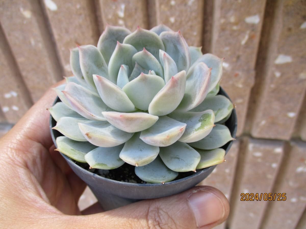 Amazon.co.jp: メルシー 抜き苗 エケベリア 多肉植物 観葉植物 : ホビー