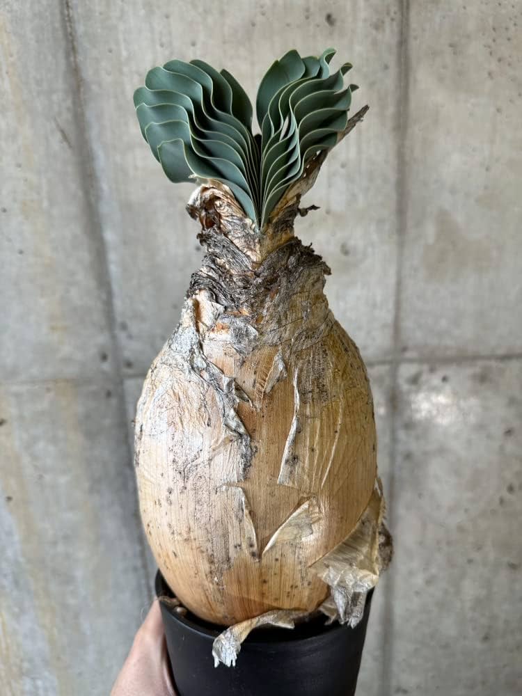 2頭 ブーファン ハエマンソイデス （検索 ハエマントイデス 冬型塊根 塊根植物 Amazon｜【現品限り】ブーファン・ハエマンソイデス 1年管理