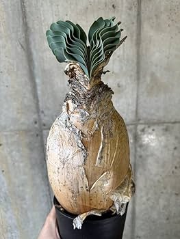 Ｌサイズ ブーファン ハエマンソイデス クラフトクレイ ハンドメイド オブジェ Lサイズ ブーファン ハエマンソイデス クラフトクレイ