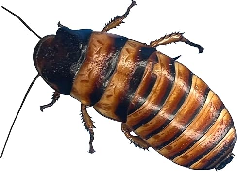1 ct. Adult Male Live Elliptorhina javanica Halloween Madagascar Hissing Cockroach - Exo-Morphs