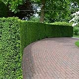  Gardline - Gemeine Eibe Taxus baccata 120-140 cm. 3-200 Heckenpflanzen. Sichtschutz Hecke - 35 St. (ca. 14 Meter)