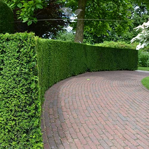 Gemeine Heimische Eibe Taxus baccata 160-180cm. 3-150 Heckenpflanzen. Eibenhecke - 4 St. (ca. 2 Meter)
