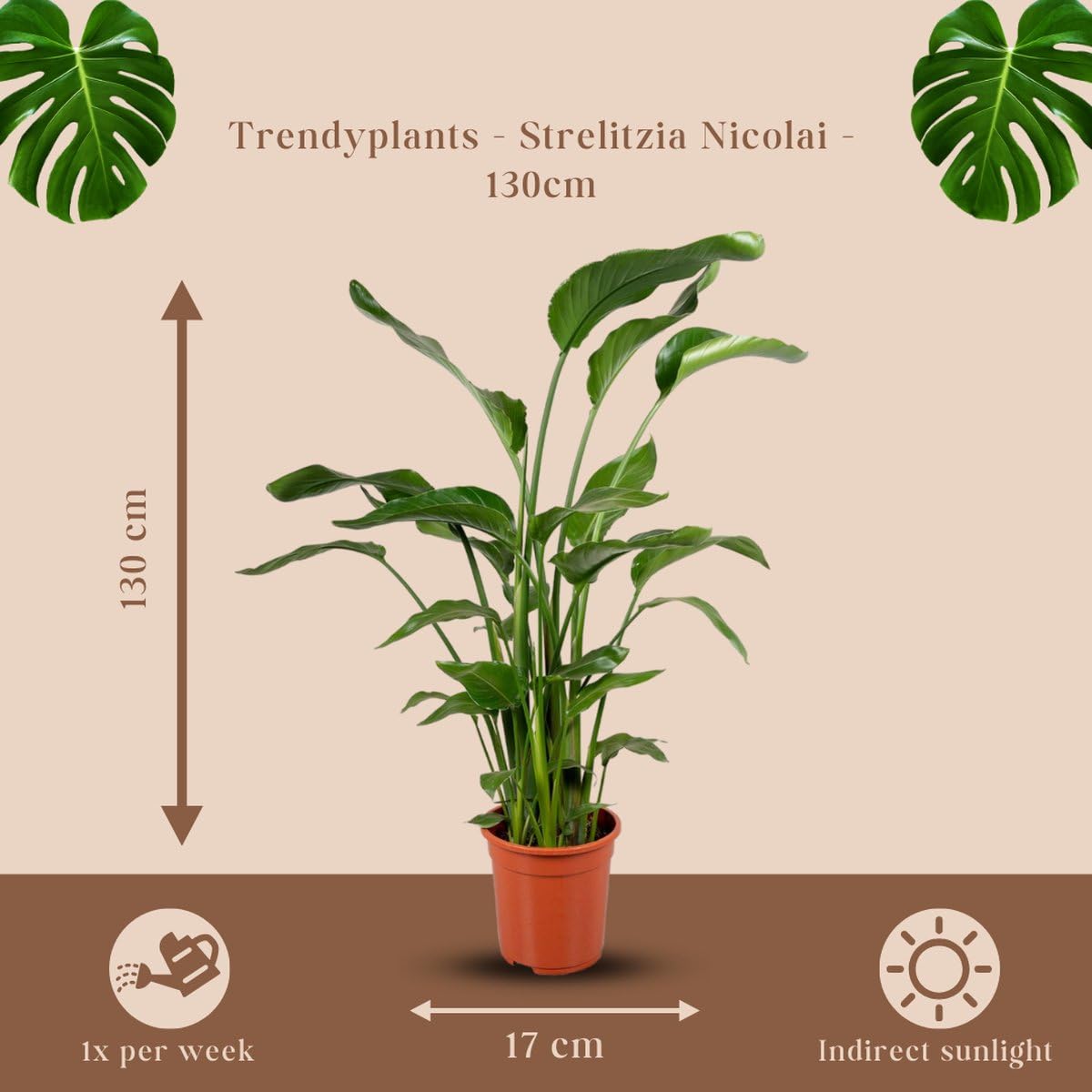 Trendyplants - Strelitzia Nicolai - Rajski ptak - Roślina pokojowa - Wysokość 110-130 cm - Wielkość doniczki Ø 17 cm