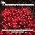 LED Red Christmas Net Lights Outdoor Christmas Decorations Lights 5ftx5ft 100LED Green Wire, Connectable indoor outdoor Bush Mesh Net Lights String for Halloween Christmas Party,Shrub,Yard,Tree?Red?