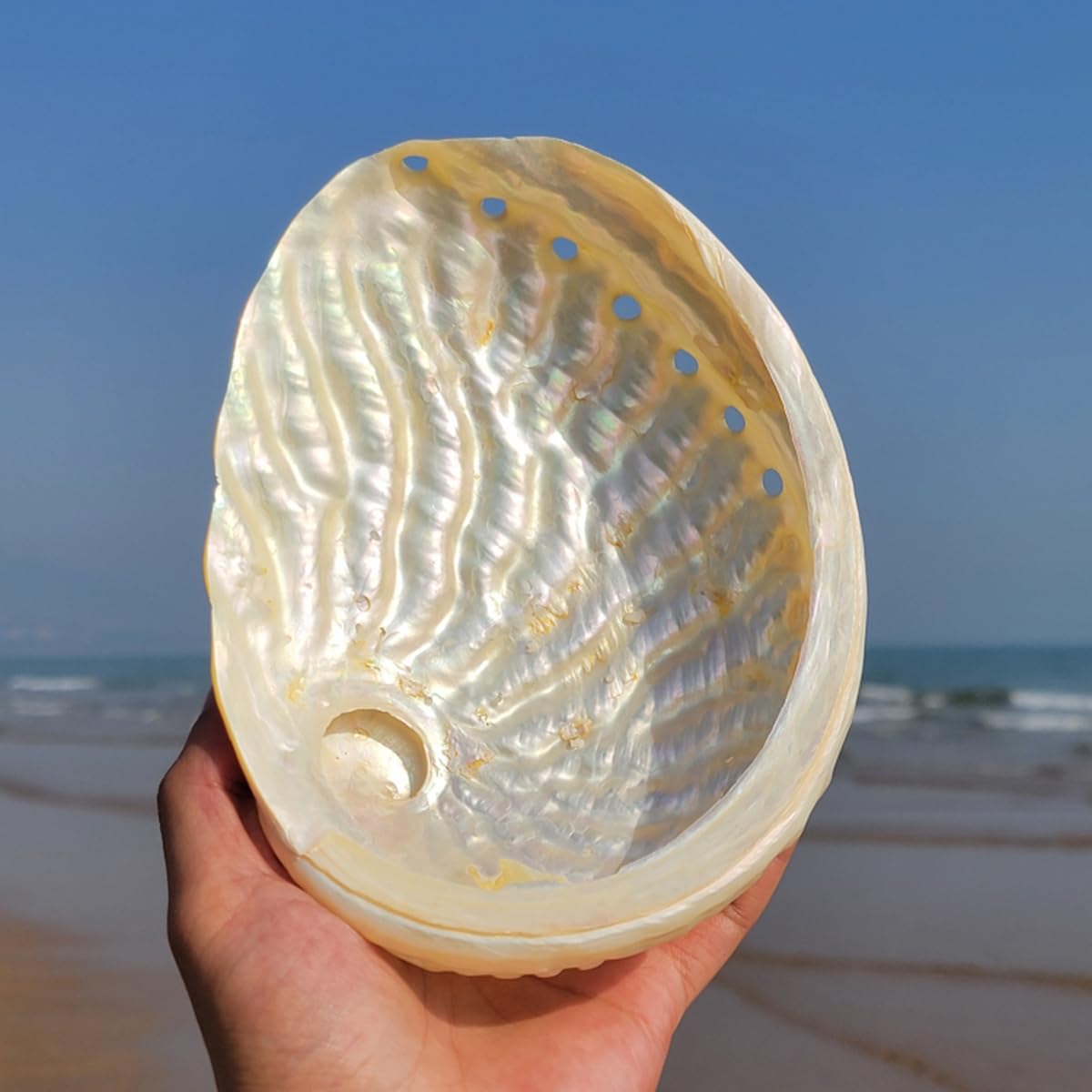 Naturalne muszle morskie, muszle do rękodzieła, Duże naturalne muszle morskie uchowca 15-16 cm, muszla morska uchowca jednostronnie polerowane rękodzieło plażowe idealne do dekoracji domu na imprezę