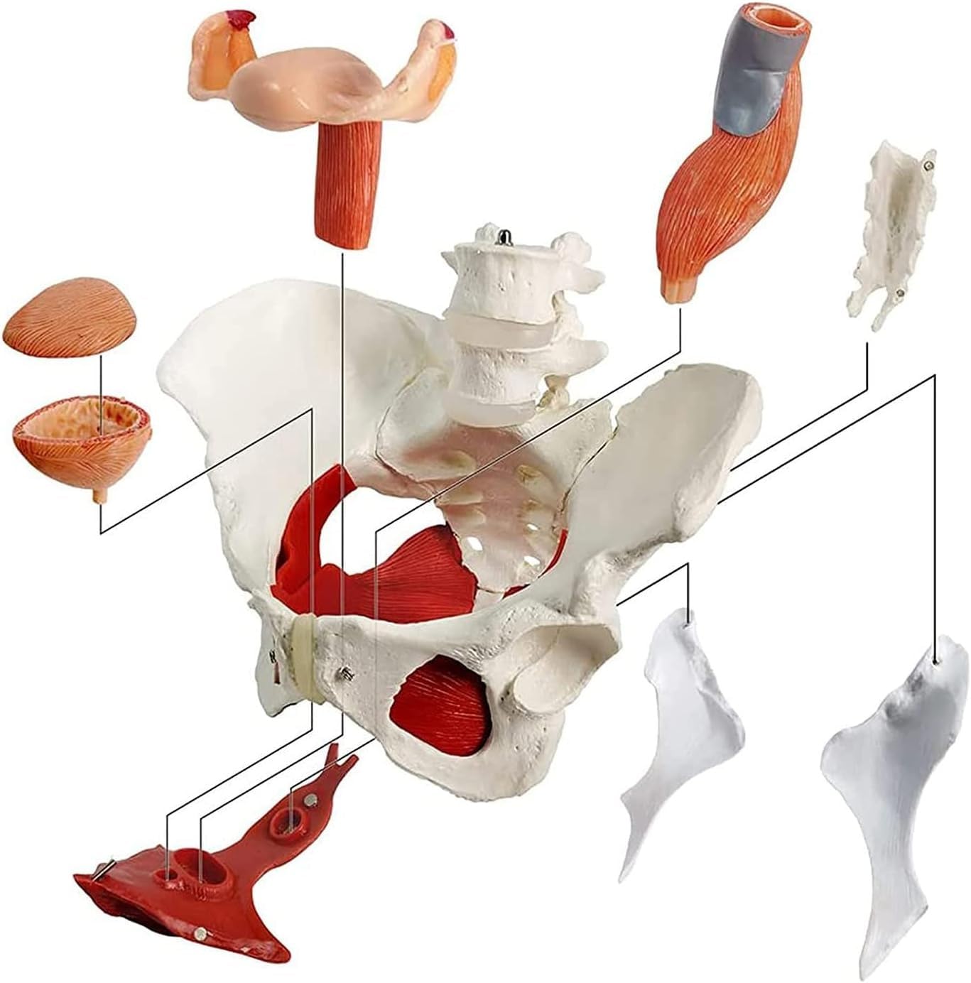 Abnehmbares weibliches Beckenmodell, anatomisches Modell des weiblichen Beckenbodenmuskels für den Unterricht im Display-Lernen