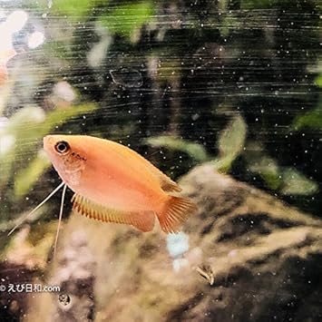 Amazon Sinbad シンドバッド 熱帯魚 可愛い ゴールデンハニードワーフグラミー ５匹セット Sinbad シンドバッド 観賞魚 水中生物 通販