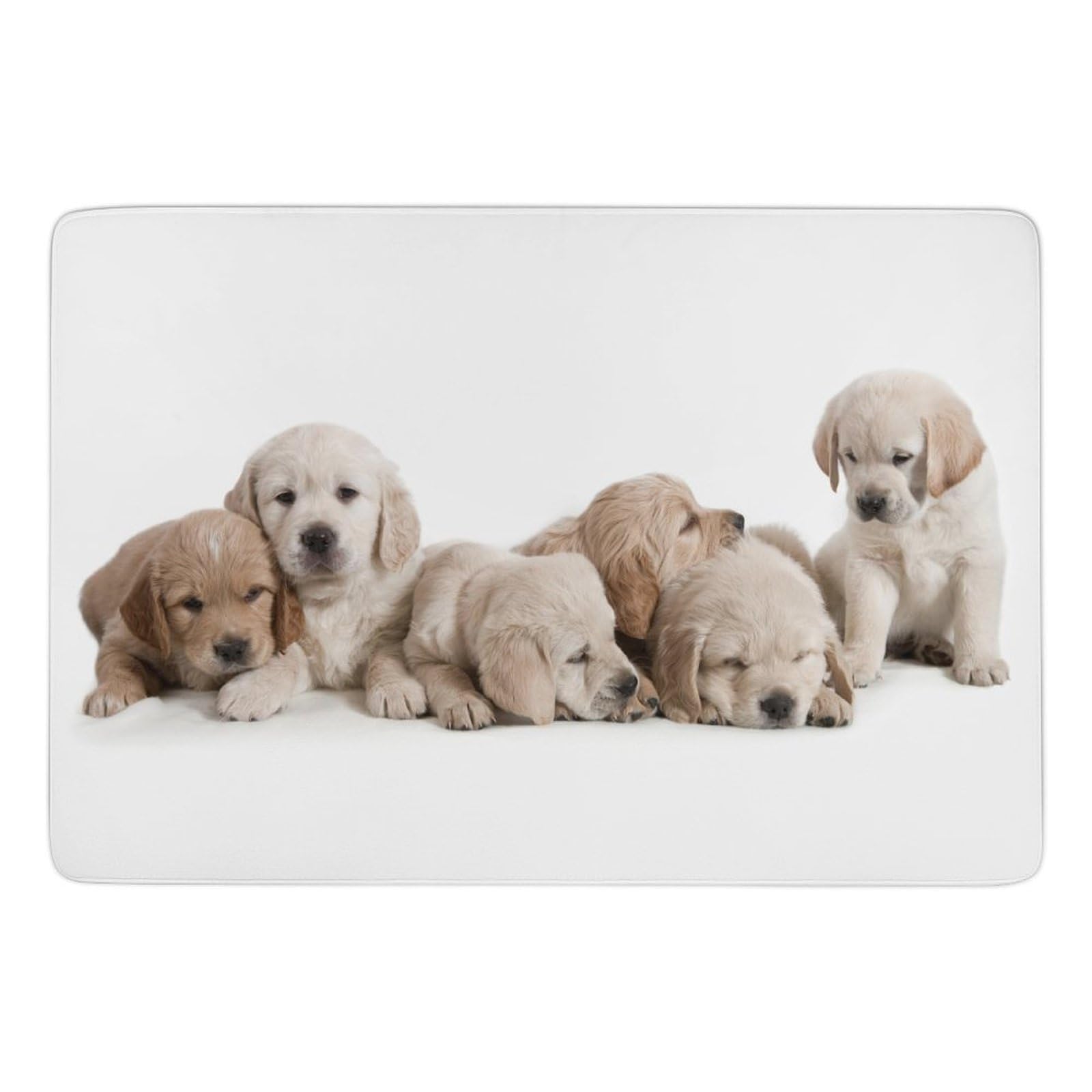 Amazon | ラグ カーペット ゴールデンレトリバー かわいい いぬ 犬 