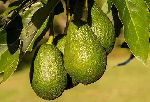HASS Avocado Tree - Live Big Fruit Tree 12"-24" Tropical Plantae