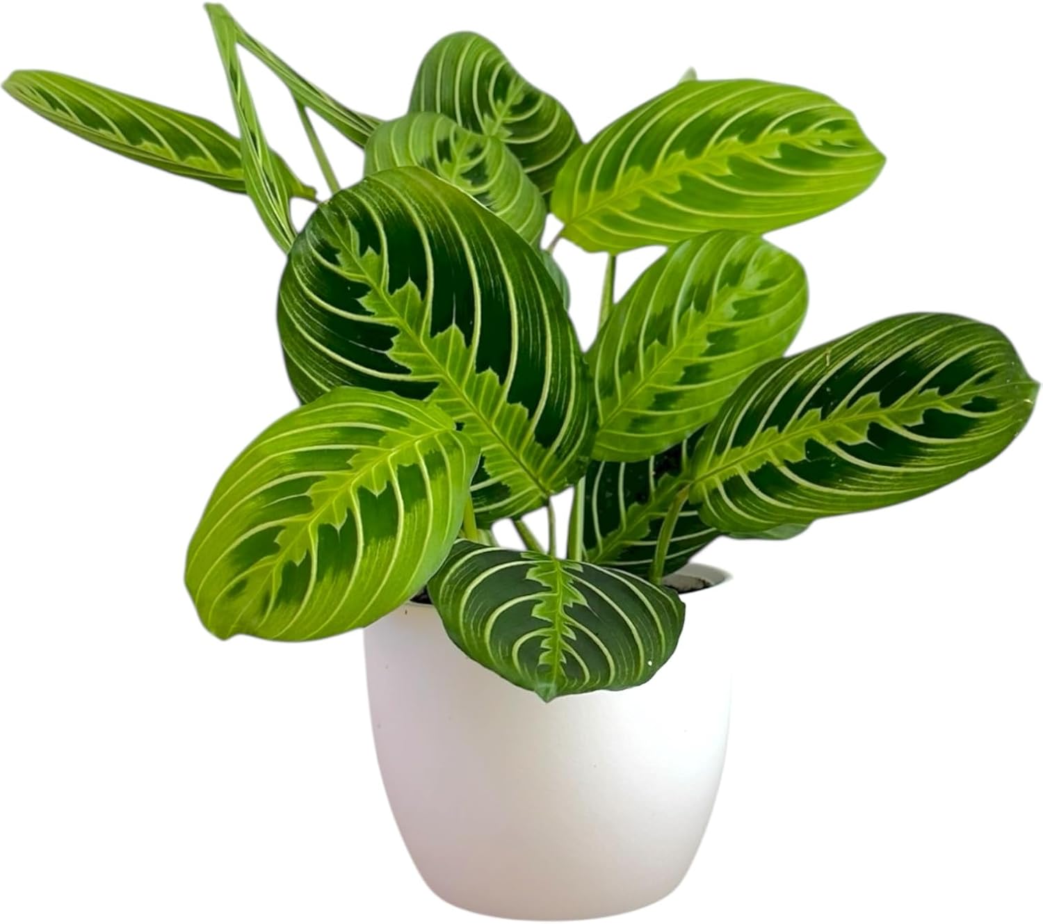 Live Plant, Lemon Lime Maranta Prayer Plant, Pet Friendly, Air Purifying Plant, Easy Care, Easy to Grow Live Indoor Plant, Houseplant, Rare Indoor Plant, Home Décor Pot (White)