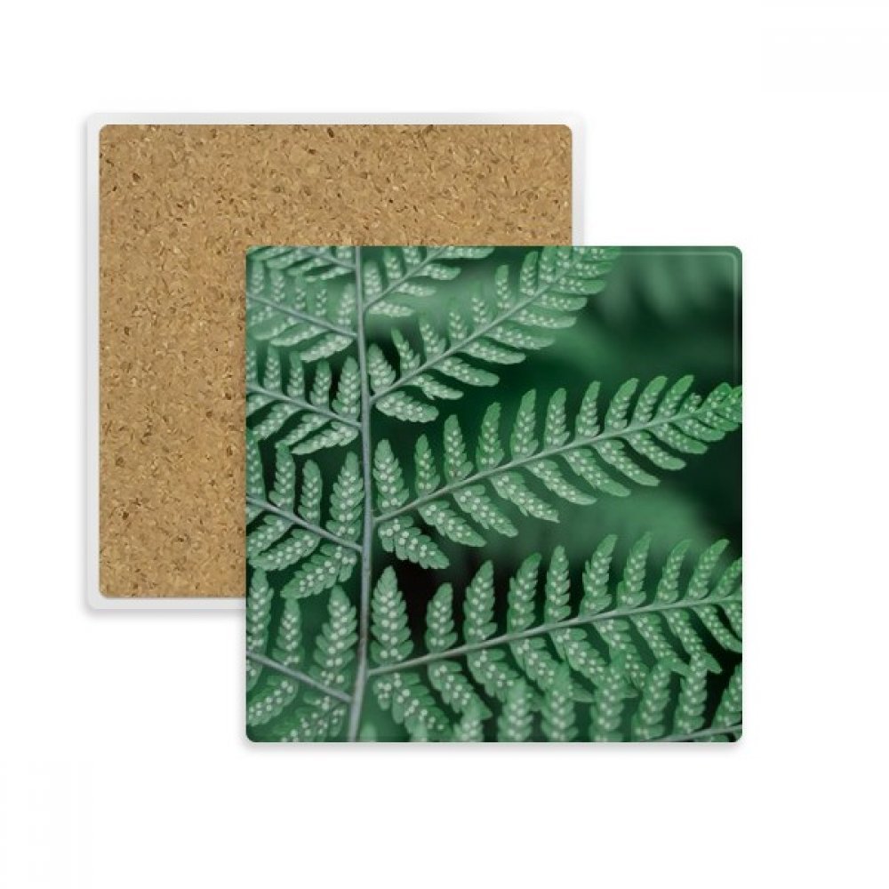 Feuille plante photo nature dessous de verre pierre absorbante boisson