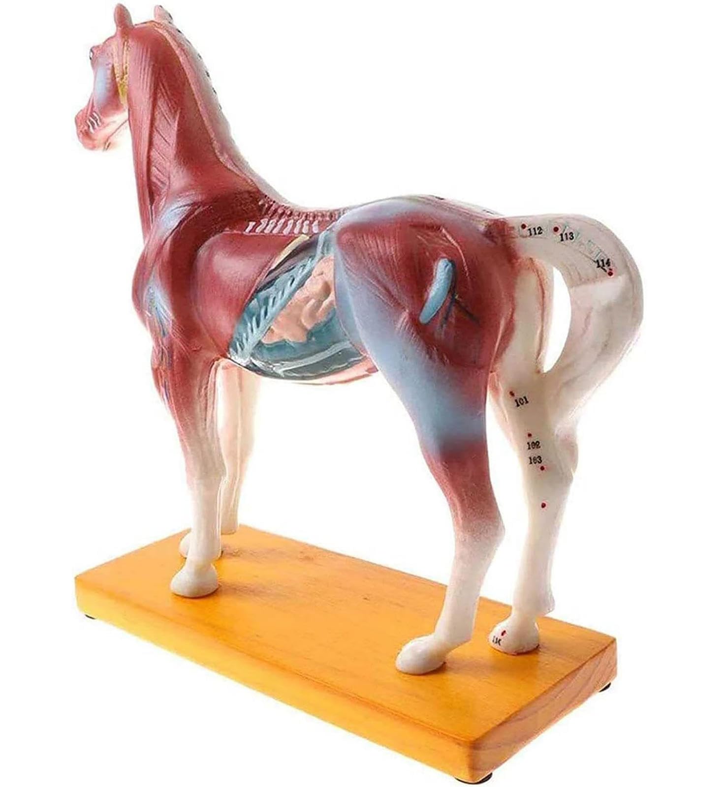 Modello agopuntura Cavallo, Modello agopuntura dei Punti degli Animali, Modello Cavallo con 114 Punti agopuntura Attrezzature didattiche Scolastiche, Materiale didattico Laboratorio, Modello didatt