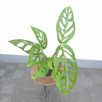 希少レア　モンステラ スケルトン　観葉植物 Yahoo!オークション - 【希少】モンステラ スケルトン