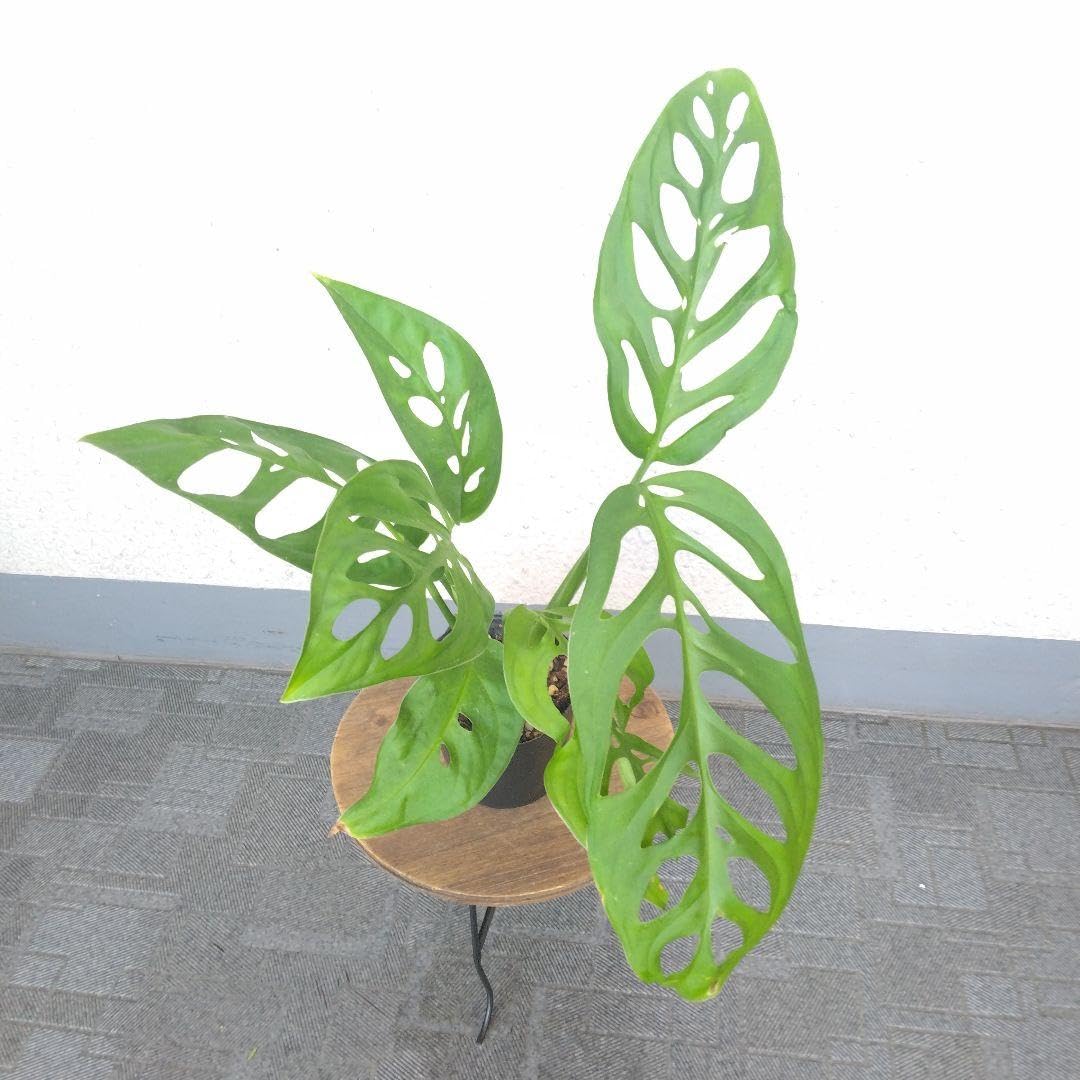 Amazon｜希少種激レアモンステラ【エスケレート】観葉植物