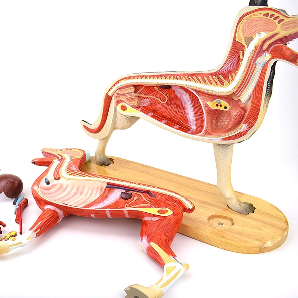 Modelo de Perro - Modelo de Muestra de Telas musculares de órganos anatómicos para Perros - para demostración o clínica Veterinaria Pastoral Pastoral Ayuda a la Ayuda de la capacitación