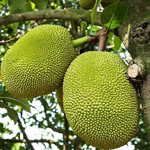 See full amazon price history chart for PlantaZee Jackfruit/Kathal Plant/Jack Tree All Seasonal Fruit Plant - Healthy Live 1 Plant PlantaZee Jackfruit/Kathal Plant/Jack Tree All Seasonal Fruit Plant - Healthy Live 1 Plant (B0BR57F6V7) Amazon Price History, Amazon Price Tracker