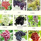 mixed 30 seeds/pack grape fruit seed seed fruit tree seedlings potted seedlings Kyoho grape seed red mention child