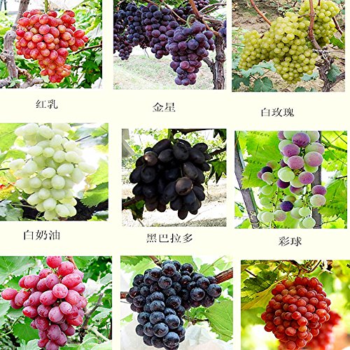 mixed 30 seeds/pack grape fruit seed seed fruit tree seedlings potted seedlings Kyoho grape seed red mention child