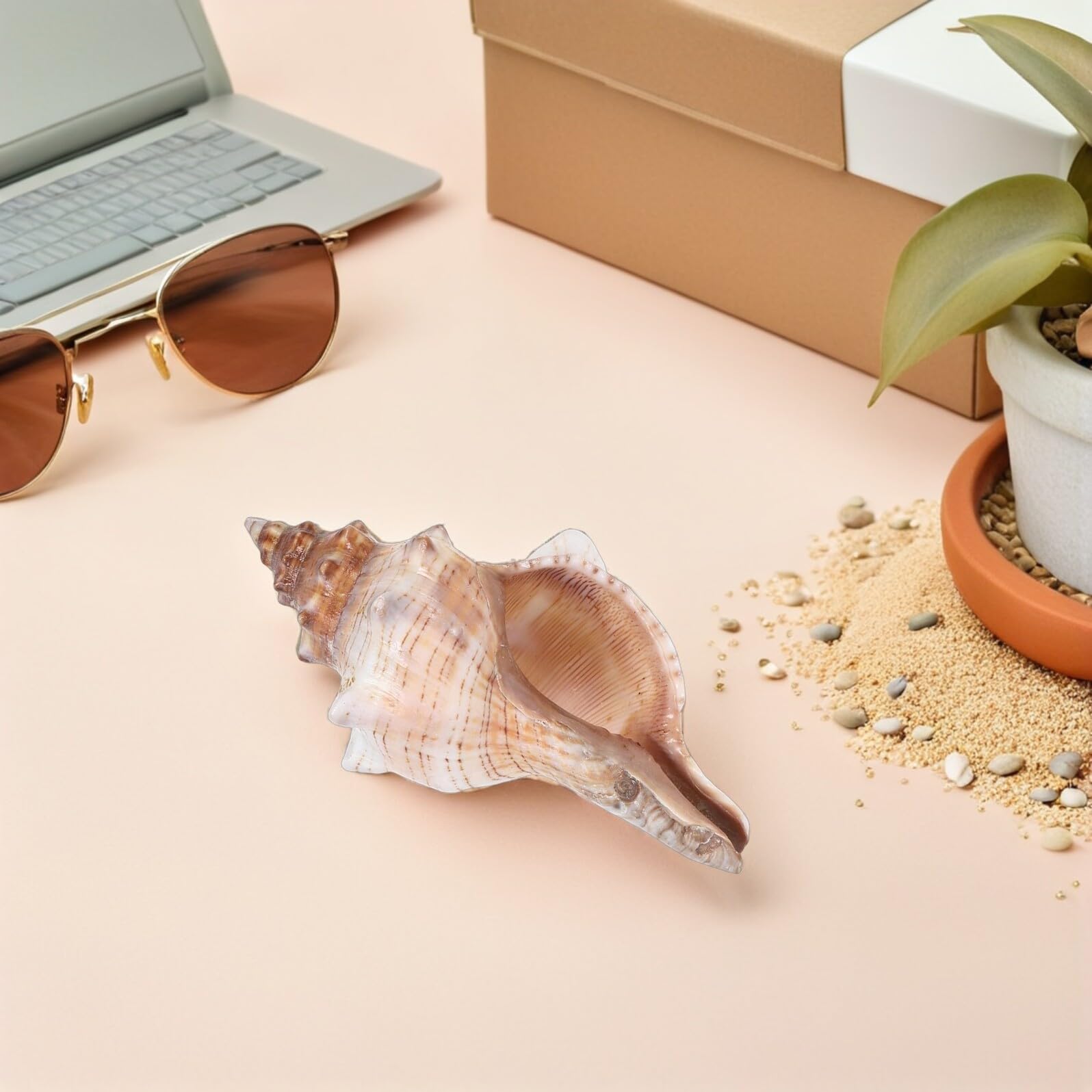 Conchiglie di Mare Naturali 16-18 Cm, Riempitivi Decorativi per Vasi e Acquari, Accessori a Forma di Conchiglia per Decorazioni Casa e Feste Tema Spiaggia