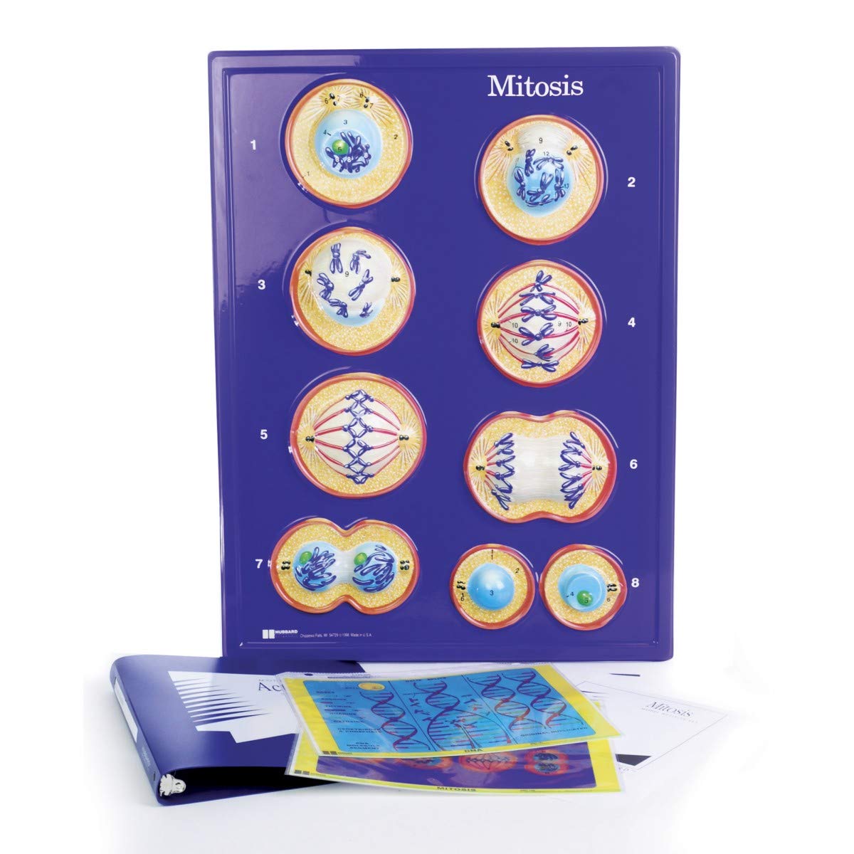 Hubbard Scientific Animal Cell Mitosis Model Activity Set