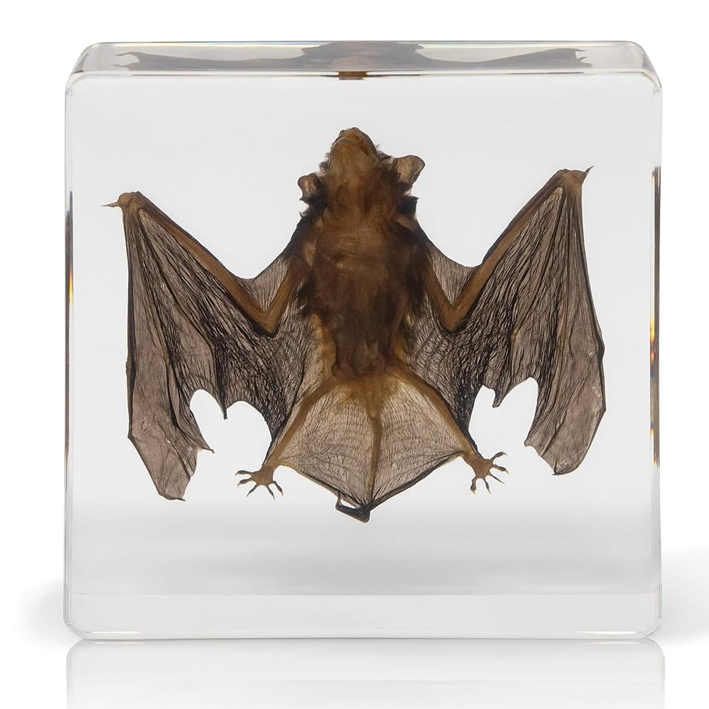 Atjogwin Bat B Real Bat Specimen In Acrylic For Science Education Fans Of Taxidermy(Bat B)