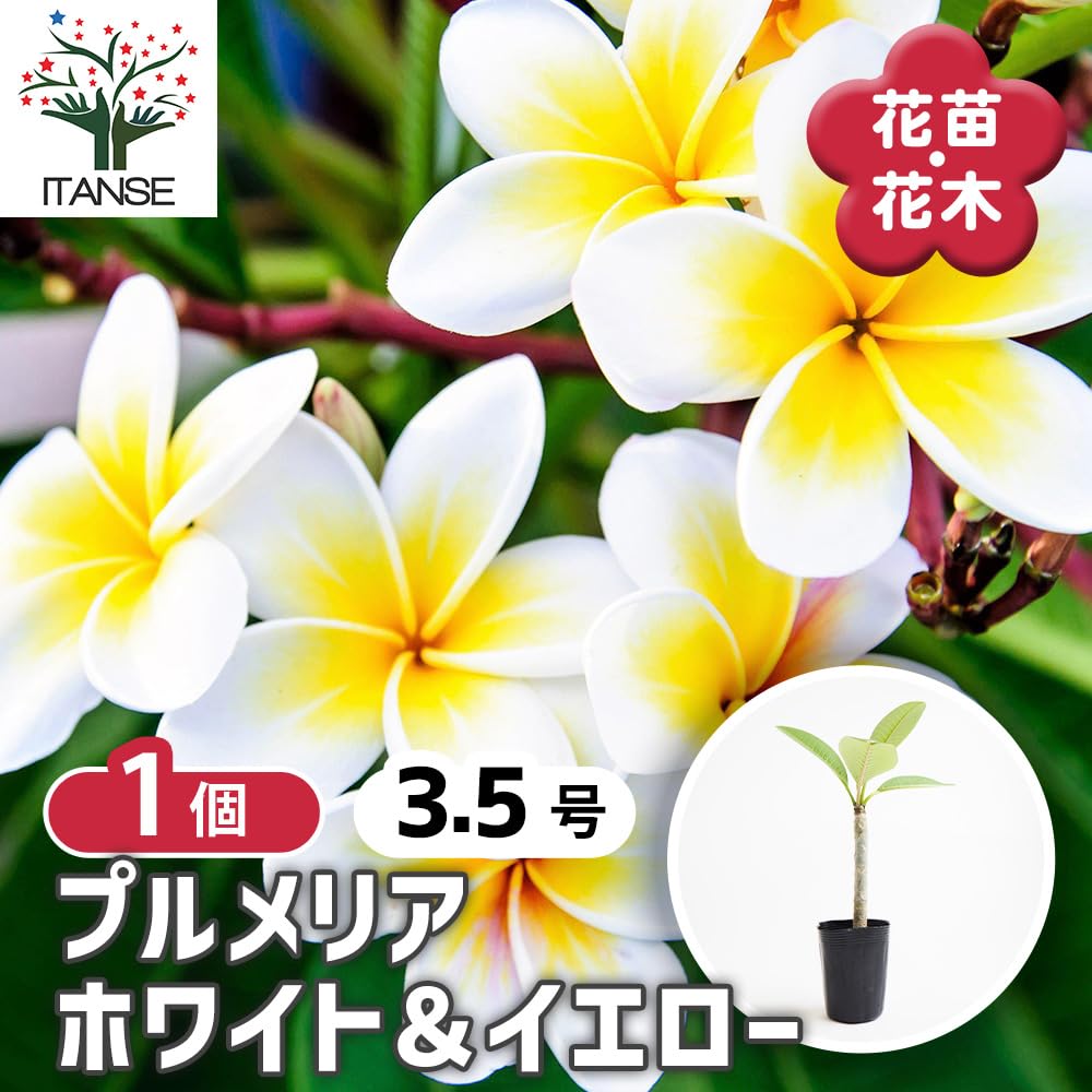 Amazon.co.jp: ITANSE プルメリア ホワイト＆イエロー 3.5号 1個