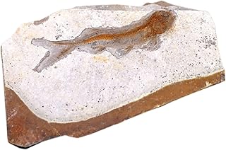 ULTECHNOVO 1pc Specimen Water Table Toys Crystals Decor Home Decoration for Ocean Decor Educational Plaything Decoration Teaching Tool Fish Adornment Resin