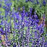Outsidepride Blue Sage Seeds - 5000 Pcs Perennial, Drought-Tolerant & Deer-Resistant Wildflower Seeds w/Fragrant Blooms for Pollinator Attractant for Butterfly & Hummingbird Gardens & Landscaping