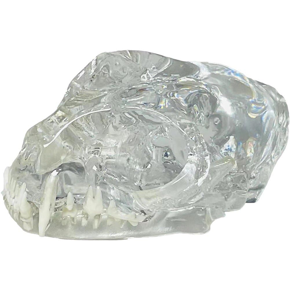 Modelo Dental De Gato con Cráneo Transparente, Modelo De Dientes Orales, Modelo Anatómico para Clínica Veterinaria Canina, Educación, Decoración, Demostración