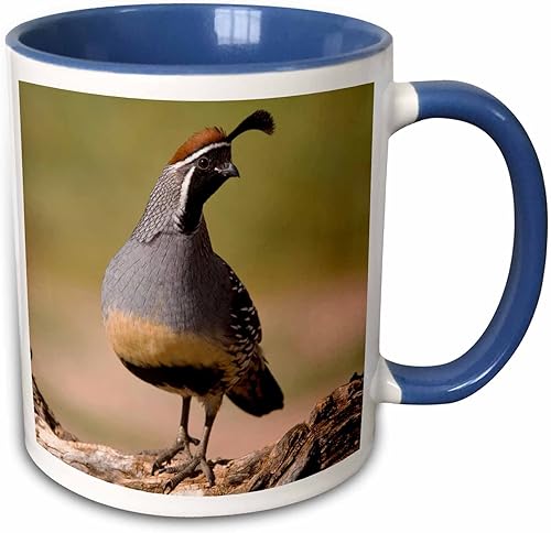 3dRose Gambel's - Taza de codorniz, 11 onzas, azulblanco