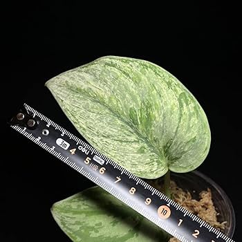 Amazon.co.jp: レア 151. Scindapsus Exotica Hologram