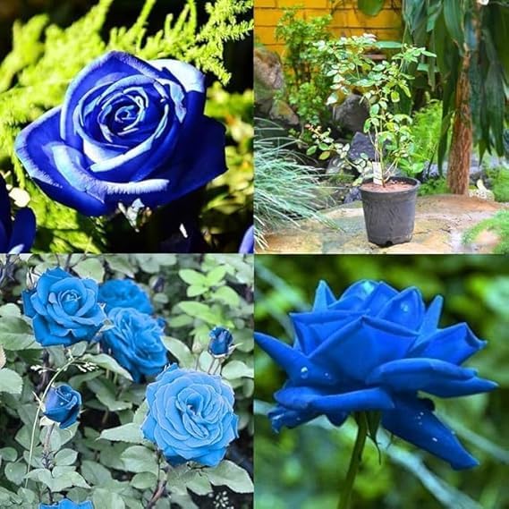Image of Blue Rose Live Plant with Pot | Rare Blue Flowering Rose Plant | Fragrant All Season Outdoor Rose Shrub for Home Garden Balcony Terrace Decor | Pack of 1