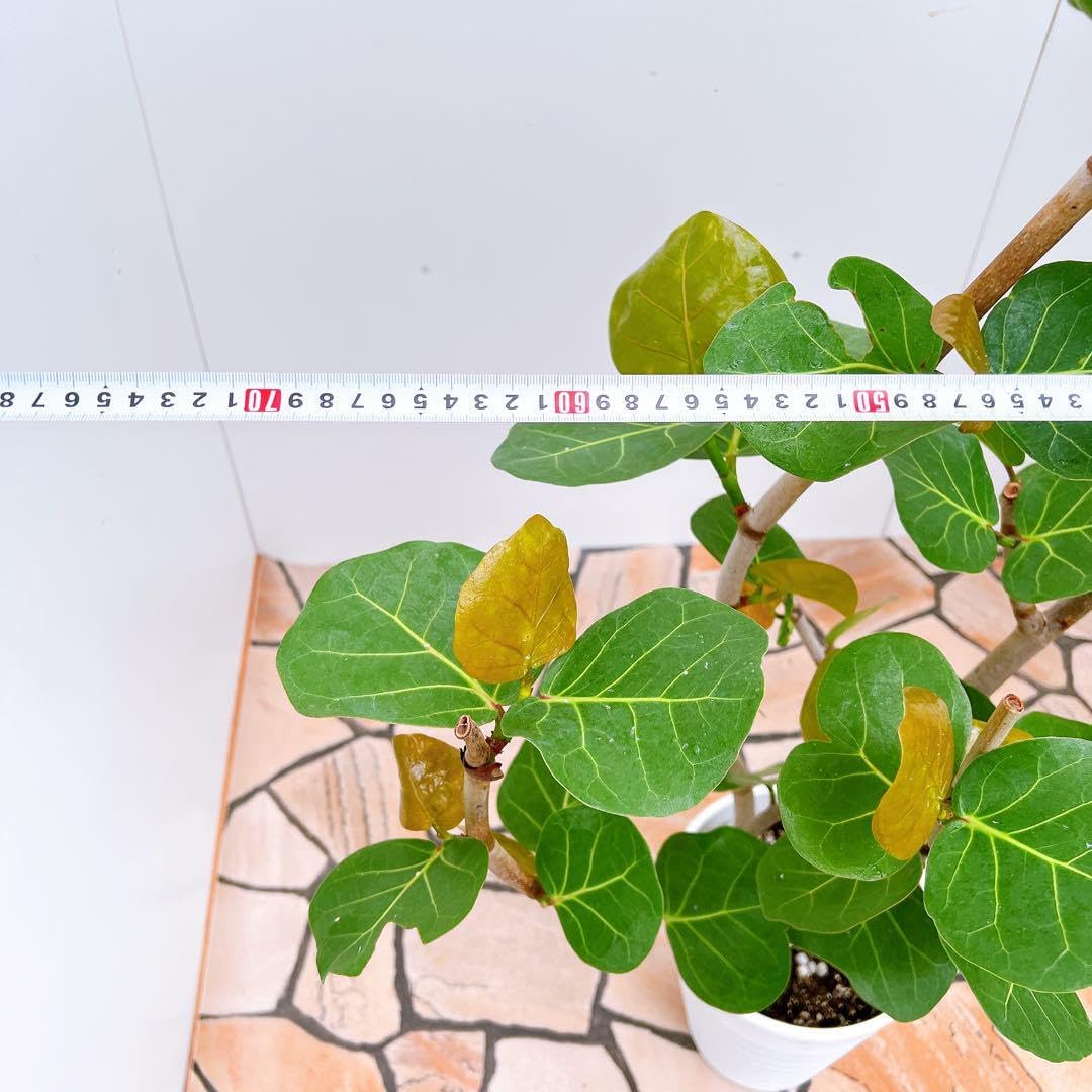 現品　海葡萄　シーグレープ　曲がり　1番　観葉植物　希少　インテリアグリーン 海葡萄 シーグレープ 曲がり 1番 観葉植物 希少 インテリアグリーン