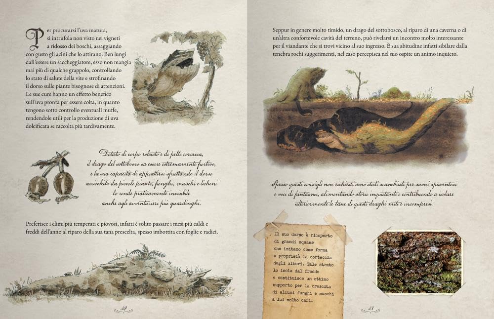Draghi. Una guida ai 12 guardiani della natura. Ediz. a colori. Con 40 Carte