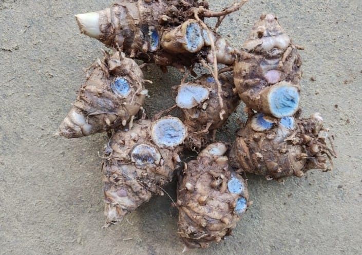 Curcuma Caesia, Black Turmeric, Kali Haldi, Krishna Kedar Rhizomes Bulbs 50gm