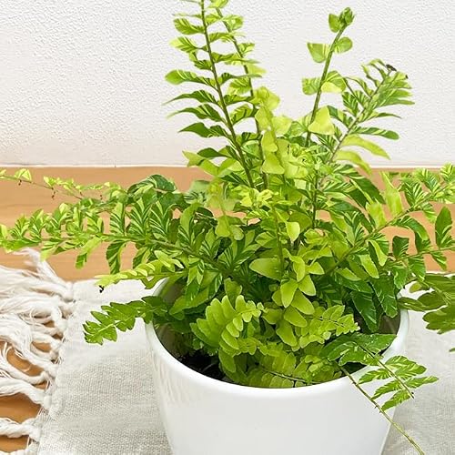 観葉植物 ネフロレピス」の人気商品一覧 | 安い商品を通販サイトから