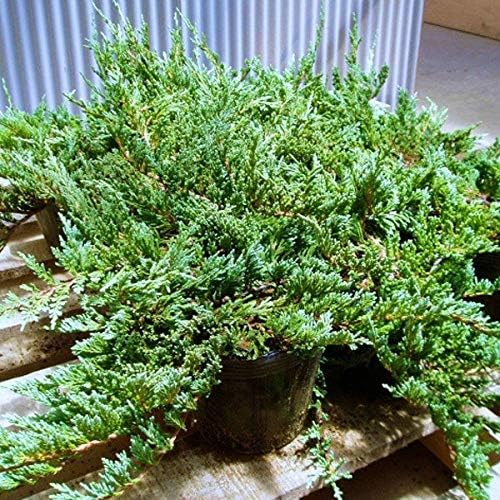 特別価格 ハイビャクシン ウィルトニー 100ポットセット 常緑 這性 コニファー 苗 グランドカバー 送料無料 代引不可 Southerncollegeofhealthsciences Com