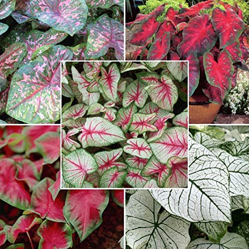 See full amazon price history chart for Green Gallery Caladium Multi-Mix Beautiful Imp. Leafy Fresh Flower Bulbs for Home Terrace and Kitchen Indoor Outdoor Gardening Planting (Multi-Mix, 6) Green Gallery Caladium Multi-Mix Beautiful Imp. Leafy Fresh Flower Bulbs for Home Terrace and Kitchen Indoor Outdoor Gardening Planting (Multi-Mix, 6) (B08TN4J3B5) Amazon Price History, Amazon Price Tracker