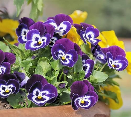 Pensamiento Semi di fiori 100+Pianta per giardino domestico Cortile all'aperto:Semillas