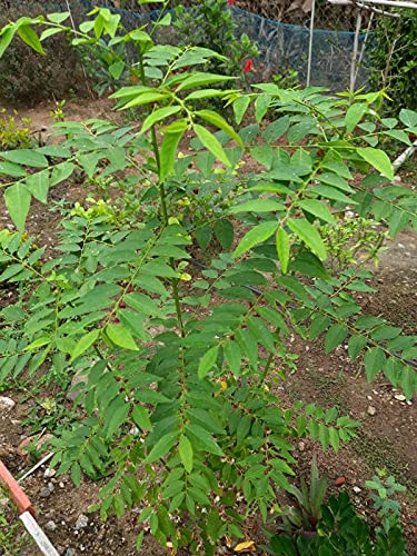 See full amazon price history chart for HERBALISM Vitamin Plant Sweet Leaf Bush Star Gooseberry Multi Madhuracheera Thavasi Keerai Chekurmanis Living Plant. HERBALISM Vitamin Plant Sweet Leaf Bush Star Gooseberry Multi Madhuracheera Thavasi Keerai Chekurmanis Living Plant. (B096ZFR2H6) Amazon Price History, Amazon Price Tracker