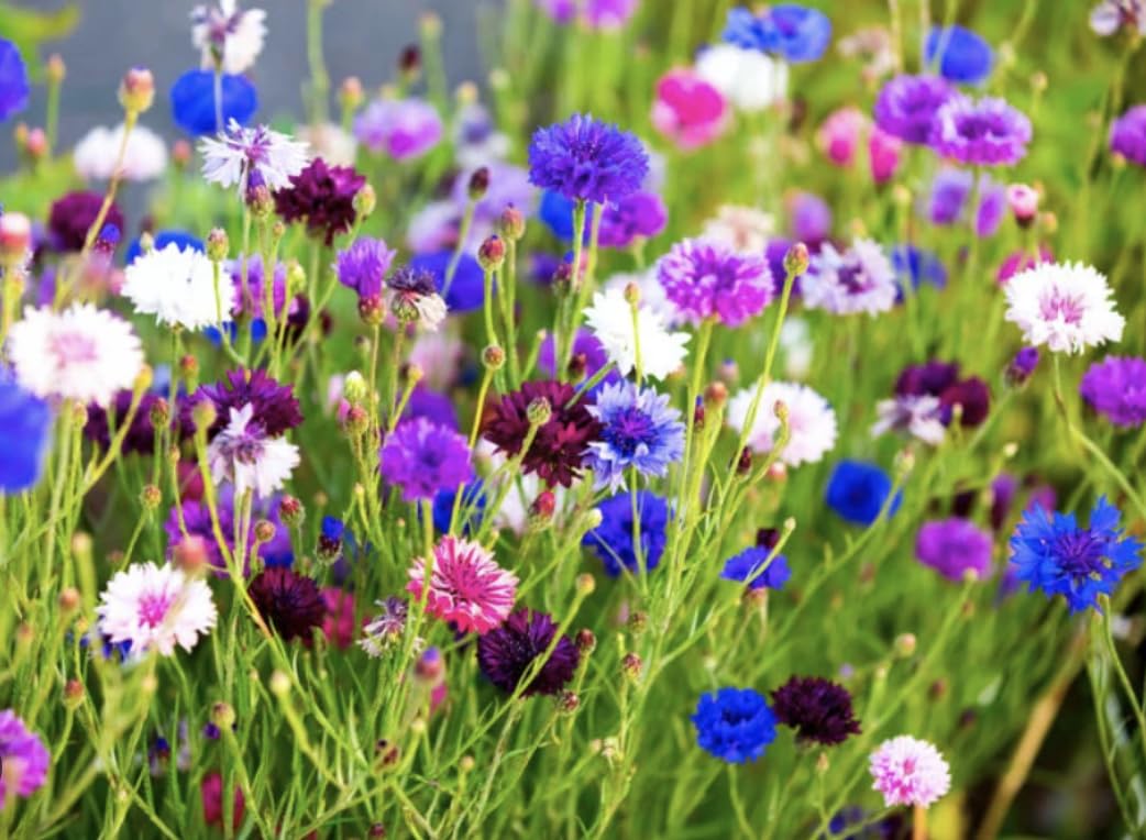 6 x Cornflower 'Polka Dot' (Centaurea cyanus) Plug Plants | Cottage Garden Plants