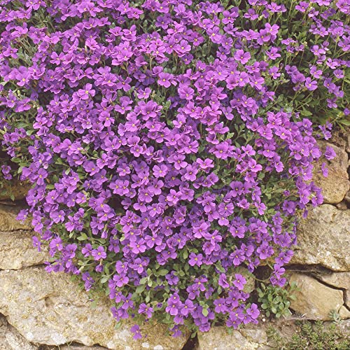 Rock Cress Seeds Rainbow Rockcress Perennial Attracts Pollinators Deer Resistant Drought Tolerant...