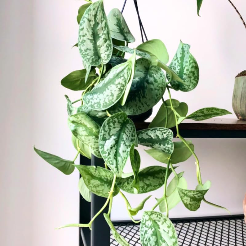Amazon.com : Silver Pothos Live Plant, Pothos House Indoor Plant 4 Inc Pot  for Planting : Patio, Lawn & Garden