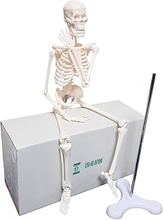 1/4サイズ 全身骨格模型 肩関節が自由に動かせる レントゲン技師監修 45㎝ ミニ 人体骨格模型 関節可動 骸骨 教材 日本ブランド
